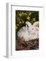 Juvenile New Zealand Rabbit in Easter Basket Among Daffodils and Lavender Tulips, Union-Lynn M^ Stone-Framed Photographic Print