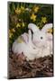 Juvenile New Zealand Rabbit in Easter Basket Among Daffodils and Lavender Tulips, Union-Lynn M^ Stone-Mounted Photographic Print