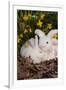 Juvenile New Zealand Rabbit in Easter Basket Among Daffodils and Lavender Tulips, Union-Lynn M^ Stone-Framed Photographic Print