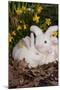 Juvenile New Zealand Rabbit in Easter Basket Among Daffodils and Lavender Tulips, Union-Lynn M^ Stone-Mounted Photographic Print