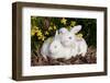 Juvenile New Zealand Rabbit (R) with White Stuffed Toy Rabbit Among Miniature Daffodils-Lynn M^ Stone-Framed Photographic Print