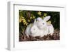 Juvenile New Zealand Rabbit (R) with White Stuffed Toy Rabbit Among Miniature Daffodils-Lynn M^ Stone-Framed Photographic Print