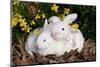 Juvenile New Zealand Rabbit (R) with White Stuffed Toy Rabbit Among Miniature Daffodils-Lynn M^ Stone-Mounted Photographic Print