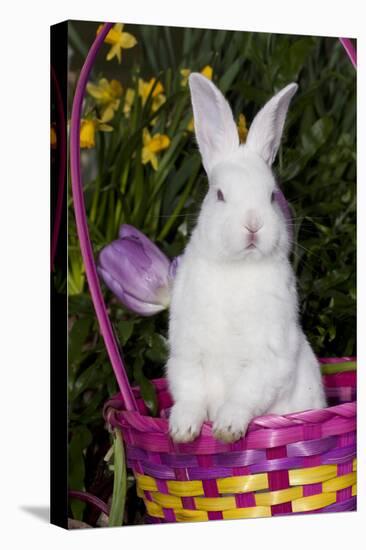 Juvenile New Zealand White Rabbit Sitting in Purple Woven Basket with Tulips, Union-Lynn M^ Stone-Stretched Canvas