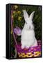 Juvenile New Zealand White Rabbit Sitting in Purple Woven Basket with Tulips, Union-Lynn M^ Stone-Framed Stretched Canvas