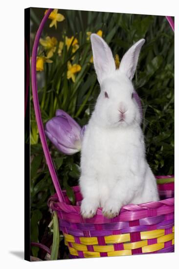 Juvenile New Zealand White Rabbit Sitting in Purple Woven Basket with Tulips, Union-Lynn M^ Stone-Stretched Canvas