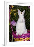 Juvenile New Zealand White Rabbit Sitting in Purple Woven Basket with Tulips, Union-Lynn M^ Stone-Framed Premium Photographic Print