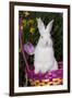 Juvenile New Zealand White Rabbit Sitting in Purple Woven Basket with Tulips, Union-Lynn M^ Stone-Framed Premium Photographic Print