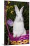 Juvenile New Zealand White Rabbit Sitting in Purple Woven Basket with Tulips, Union-Lynn M^ Stone-Mounted Premium Photographic Print