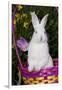 Juvenile New Zealand White Rabbit Sitting in Purple Woven Basket with Tulips, Union-Lynn M^ Stone-Framed Premium Photographic Print