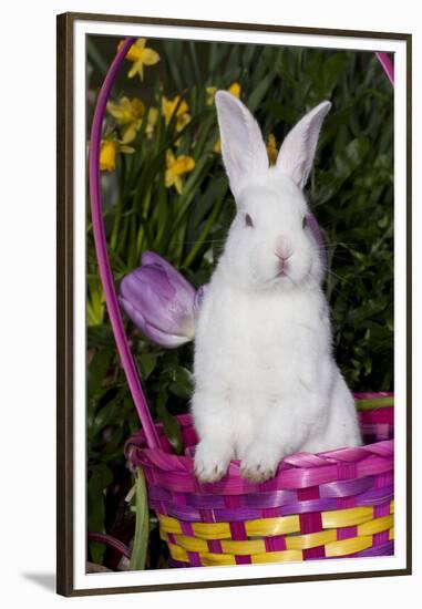 Juvenile New Zealand White Rabbit Sitting in Purple Woven Basket with Tulips, Union-Lynn M^ Stone-Framed Premium Photographic Print