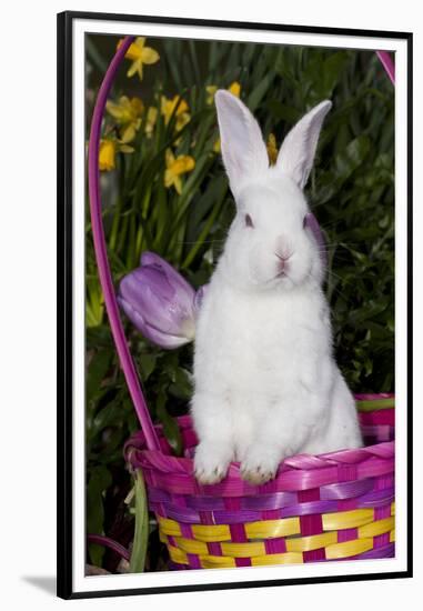 Juvenile New Zealand White Rabbit Sitting in Purple Woven Basket with Tulips, Union-Lynn M^ Stone-Framed Premium Photographic Print