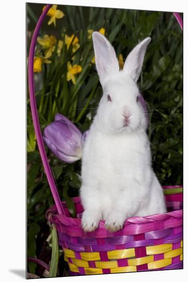 Juvenile New Zealand White Rabbit Sitting in Purple Woven Basket with Tulips, Union-Lynn M^ Stone-Mounted Premium Photographic Print