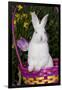 Juvenile New Zealand White Rabbit Sitting in Purple Woven Basket with Tulips, Union-Lynn M^ Stone-Framed Premium Photographic Print