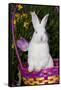 Juvenile New Zealand White Rabbit Sitting in Purple Woven Basket with Tulips, Union-Lynn M^ Stone-Framed Stretched Canvas