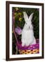 Juvenile New Zealand White Rabbit Sitting in Purple Woven Basket with Tulips, Union-Lynn M^ Stone-Framed Photographic Print