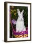 Juvenile New Zealand White Rabbit Sitting in Purple Woven Basket with Tulips, Union-Lynn M^ Stone-Framed Photographic Print