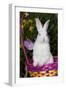 Juvenile New Zealand White Rabbit Sitting in Purple Woven Basket with Tulips, Union-Lynn M^ Stone-Framed Photographic Print