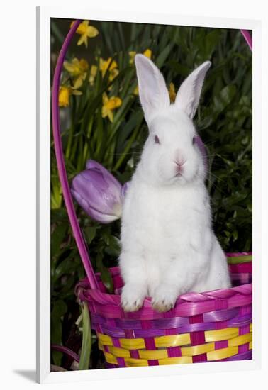 Juvenile New Zealand White Rabbit Sitting in Purple Woven Basket with Tulips, Union-Lynn M^ Stone-Framed Photographic Print