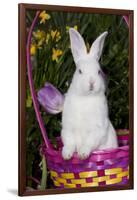 Juvenile New Zealand White Rabbit Sitting in Purple Woven Basket with Tulips, Union-Lynn M^ Stone-Framed Photographic Print