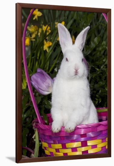 Juvenile New Zealand White Rabbit Sitting in Purple Woven Basket with Tulips, Union-Lynn M^ Stone-Framed Photographic Print