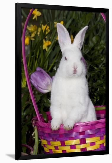 Juvenile New Zealand White Rabbit Sitting in Purple Woven Basket with Tulips, Union-Lynn M^ Stone-Framed Photographic Print