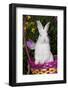 Juvenile New Zealand White Rabbit Sitting in Purple Woven Basket with Tulips, Union-Lynn M^ Stone-Framed Photographic Print