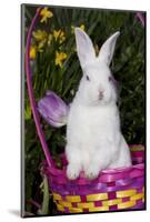 Juvenile New Zealand White Rabbit Sitting in Purple Woven Basket with Tulips, Union-Lynn M^ Stone-Mounted Photographic Print