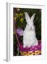 Juvenile New Zealand White Rabbit Sitting in Purple Woven Basket with Tulips, Union-Lynn M^ Stone-Framed Photographic Print