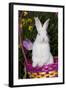 Juvenile New Zealand White Rabbit Sitting in Purple Woven Basket with Tulips, Union-Lynn M^ Stone-Framed Photographic Print