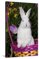 Juvenile New Zealand White Rabbit Sitting in Purple Woven Basket with Tulips, Union-Lynn M^ Stone-Stretched Canvas