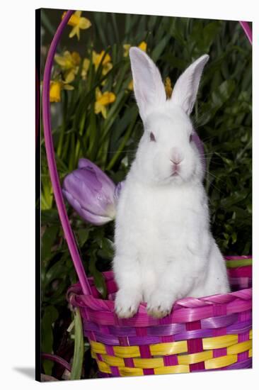 Juvenile New Zealand White Rabbit Sitting in Purple Woven Basket with Tulips, Union-Lynn M^ Stone-Stretched Canvas