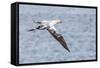 Juvenile Northern Gannet (Morus Bassanus) on the Wing at Runde Island, Norway, Scandinavia, Europe-Michael Nolan-Framed Stretched Canvas