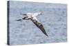 Juvenile Northern Gannet (Morus Bassanus) on the Wing at Runde Island, Norway, Scandinavia, Europe-Michael Nolan-Stretched Canvas
