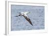 Juvenile Northern Gannet (Morus Bassanus) on the Wing at Runde Island, Norway, Scandinavia, Europe-Michael Nolan-Framed Photographic Print