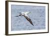 Juvenile Northern Gannet (Morus Bassanus) on the Wing at Runde Island, Norway, Scandinavia, Europe-Michael Nolan-Framed Photographic Print