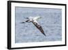 Juvenile Northern Gannet (Morus Bassanus) on the Wing at Runde Island, Norway, Scandinavia, Europe-Michael Nolan-Framed Photographic Print