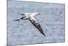 Juvenile Northern Gannet (Morus Bassanus) on the Wing at Runde Island, Norway, Scandinavia, Europe-Michael Nolan-Mounted Photographic Print