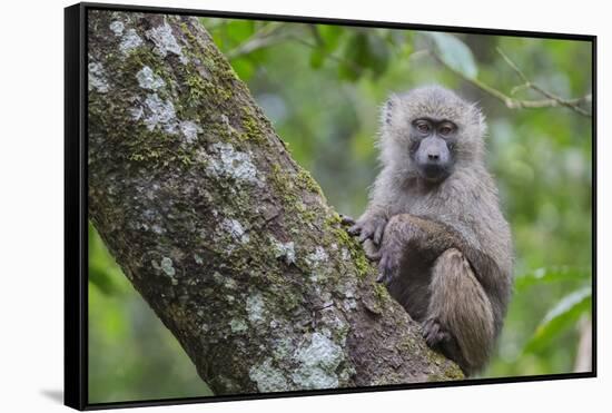 Juvenile olive baboon sitting in tree, Arusha National Park, Tanzania, East Africa, Africa-Ashley Morgan-Framed Stretched Canvas