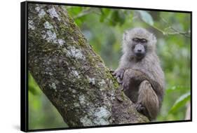 Juvenile olive baboon sitting in tree, Arusha National Park, Tanzania, East Africa, Africa-Ashley Morgan-Framed Stretched Canvas