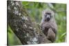 Juvenile olive baboon sitting in tree, Arusha National Park, Tanzania, East Africa, Africa-Ashley Morgan-Stretched Canvas