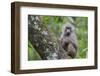 Juvenile olive baboon sitting in tree, Arusha National Park, Tanzania, East Africa, Africa-Ashley Morgan-Framed Photographic Print