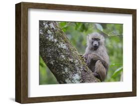 Juvenile olive baboon sitting in tree, Arusha National Park, Tanzania, East Africa, Africa-Ashley Morgan-Framed Photographic Print