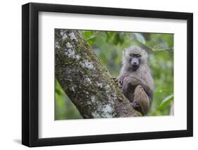 Juvenile olive baboon sitting in tree, Arusha National Park, Tanzania, East Africa, Africa-Ashley Morgan-Framed Photographic Print