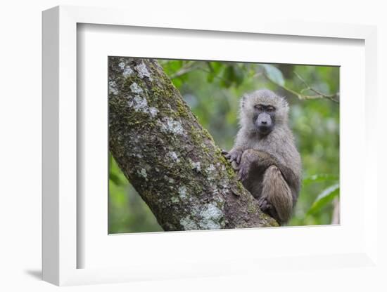 Juvenile olive baboon sitting in tree, Arusha National Park, Tanzania, East Africa, Africa-Ashley Morgan-Framed Photographic Print