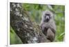 Juvenile olive baboon sitting in tree, Arusha National Park, Tanzania, East Africa, Africa-Ashley Morgan-Framed Photographic Print