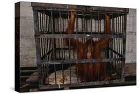 Juvenile Orangutan in Cage-W. Perry Conway-Stretched Canvas