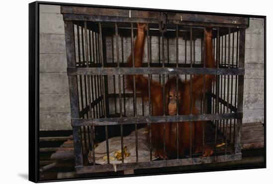 Juvenile Orangutan in Cage-W. Perry Conway-Framed Stretched Canvas