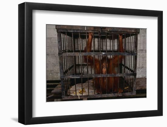 Juvenile Orangutan in Cage-W. Perry Conway-Framed Photographic Print