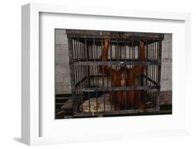 Juvenile Orangutan in Cage-W. Perry Conway-Framed Photographic Print